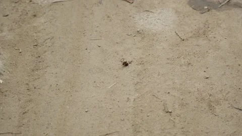 Ant Lifts its Head out of the Sandy Ground Stock Footage 155820924
