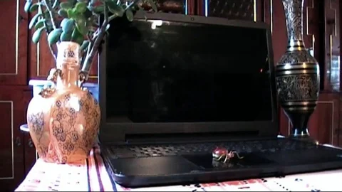 Ant likes to work a lot.Computer genius. Stock Footage