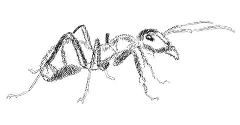 Ant line art Illustrazione stock