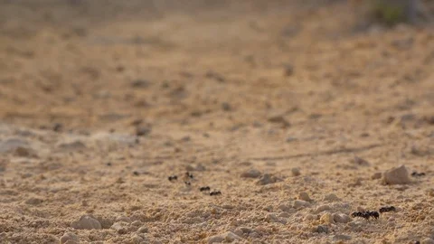 Ant Line Stock Footage 92725932