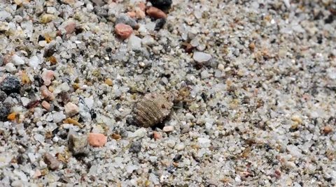 Ant lion larva buries itself in the sand Stock Footage