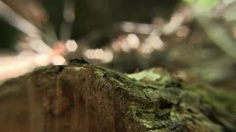 Ant on Log Closeup Stock Footage 11047874