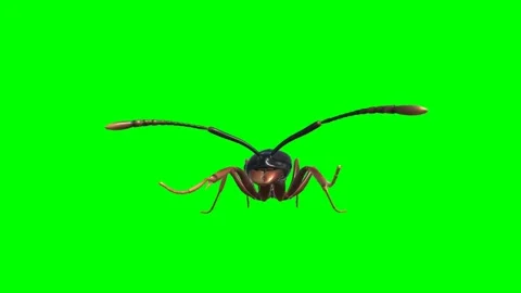 Ant Looking on Green Screen 02 Stock Footage 222864243