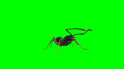 Ant Looking on Green Screen Stock-Footage 222864250