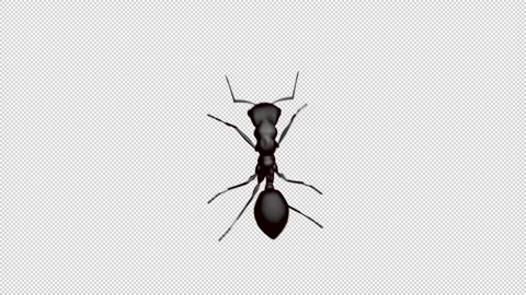 Ant Looped Stock Footage 165428171
