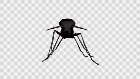 Ant Looped Stock Footage 165428366