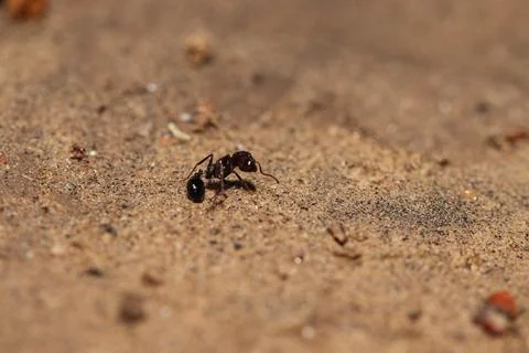 Ant lying on the ground in a wounded condition Stock Photos