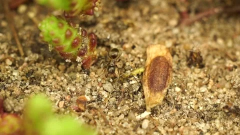 Ant macro close up footage, Ants Crawl On Wet Sand Stock Footage 172269844