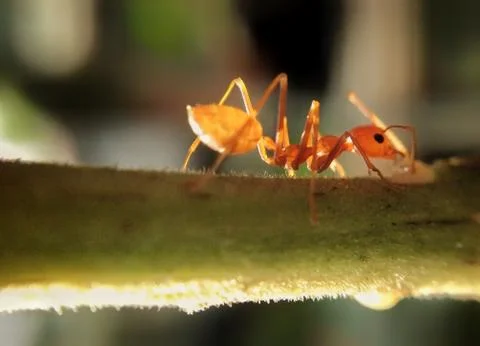 Ant Macro closeup side view landscape Stock Photos