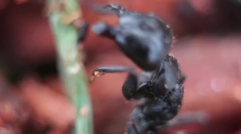 Ant [Macro] Stock Footage 22008226