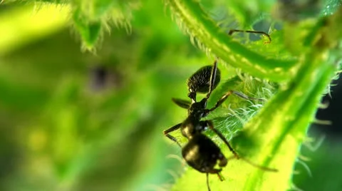 Ant macro Stock Footage 24154049