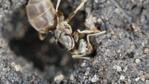 Ant macro Video stock 90463330