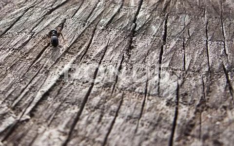 Ant macro Stock Photos