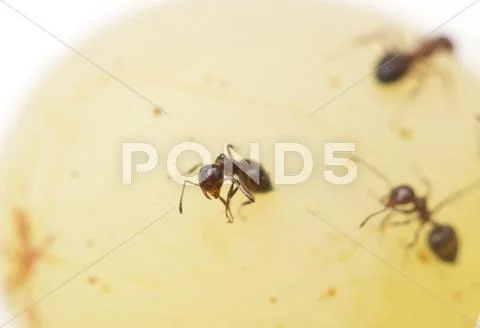 Ant. macro Stock Photos