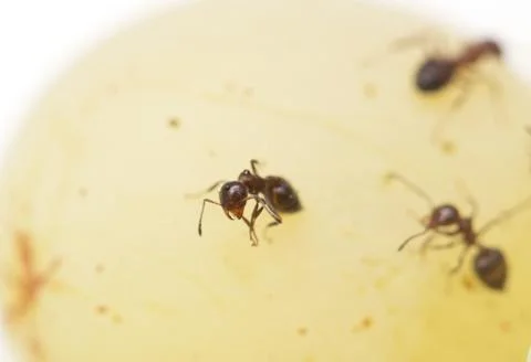 Ant. macro Stock Photos