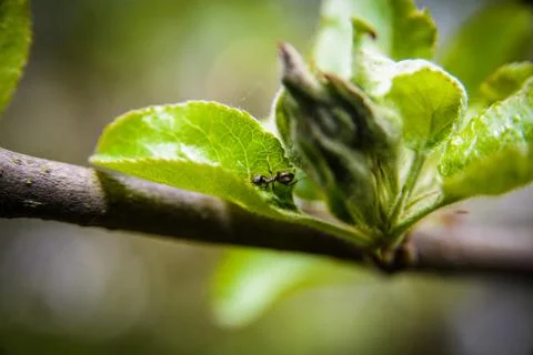 Ant macro Foto stock