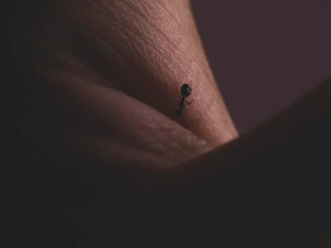 An ant on a man's hand Stock Photos
