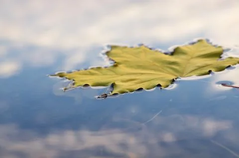 Ant on the maple leaf on the water Stock Photos