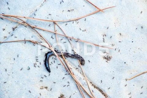 Ant Mealtime Stock Photos