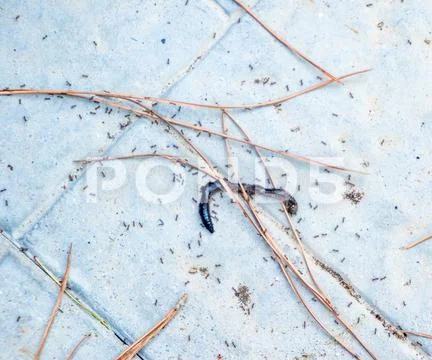 Ant Mealtime Stock Photos