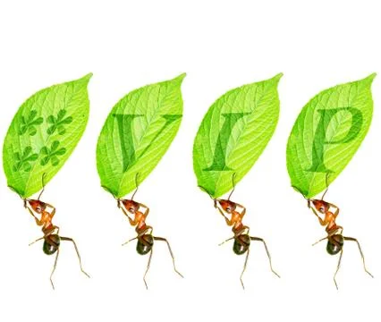 Ant membership Stock Illustration