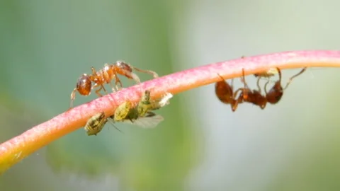 Ant milks aphids Video stock 120824154