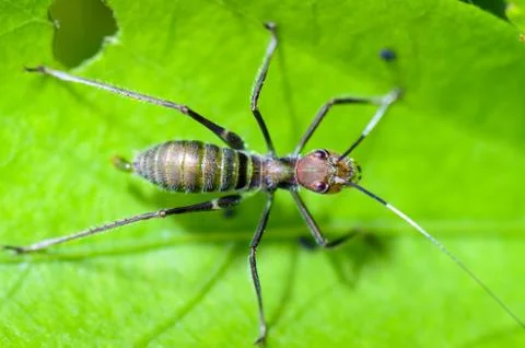 Ant-mimic cricket Foto stock