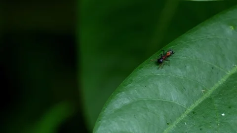 Ant-mimic jumping spider moving on green leaf Stock Footage 346641527