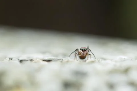 Ant-mimic jumping spider Stock Photos