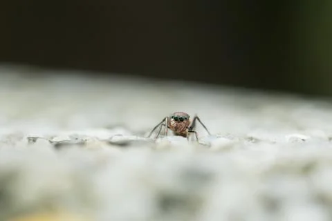 Ant-mimic jumping spider Stock Photos