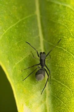 Ant mimic jumping spider, Toxeus mangus, Satara, Maharashtra, India Stock Photos
