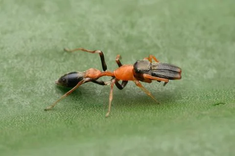 Ant Mimic Spider in Focus Stock Photos