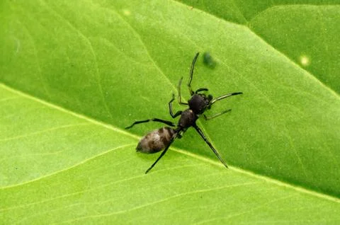 Ant mimic spider Stock Photos