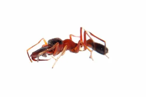  	ant mimic spider,  Foto stock