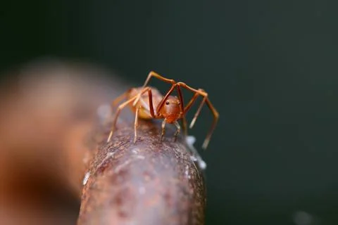 Ant mimic spider Stock Photos