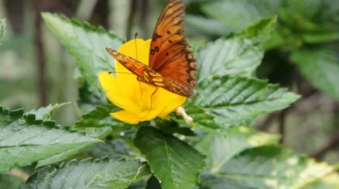 Ant on Monarch Butterfly Stock Footage 5758695