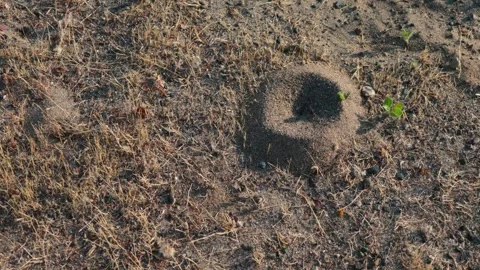 Ant mound with insects going in and out of hole Stock Footage 310711991