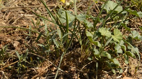 Ant Moves a Thing Vídeo Stock 40554289