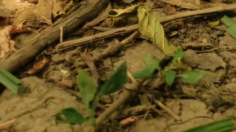 Ant Moving Close Up (HD) Stock Footage 11287307