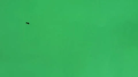 Ant moving on green screen slow motion Stock-Footage 301400837