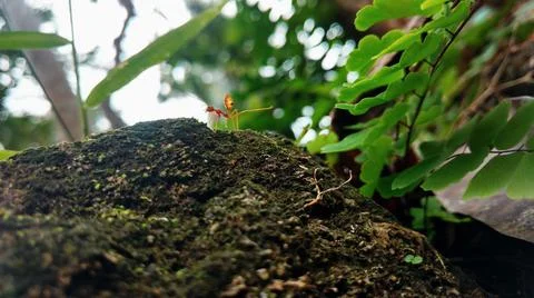 An ant moving on the rock Stock Photos