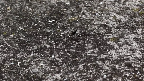 Ant moving sunflower seed Stock Footage 78452531