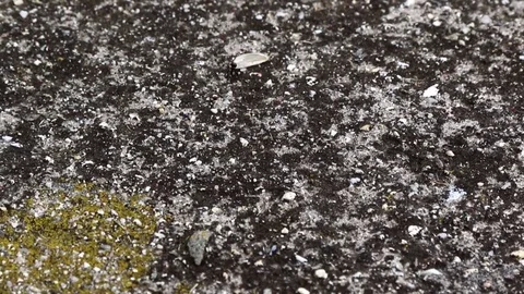 Ant moving sunflower seed, stopping Stock Footage 78453535