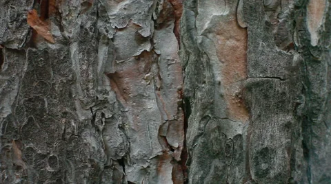 Ant moving up on tree. close-up Stock Footage 51832453