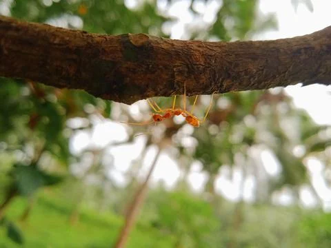An ant moving upside down on a tree Stock Photos