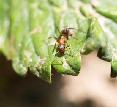 Ant in nature. macro Stock Photos
