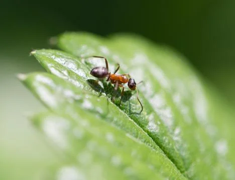 Ant in nature. macro Stock Photos