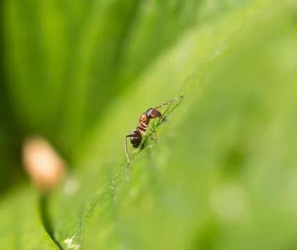 Ant in nature. macro Stock Photos