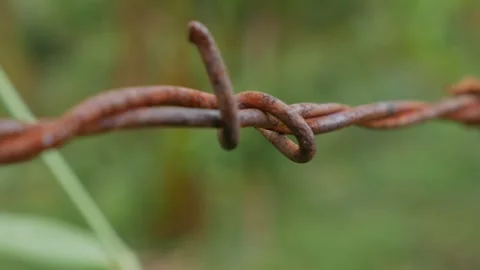 An ant navigates rusty barbed wire in extreme close up, its movement set against Stock Footage 325636637