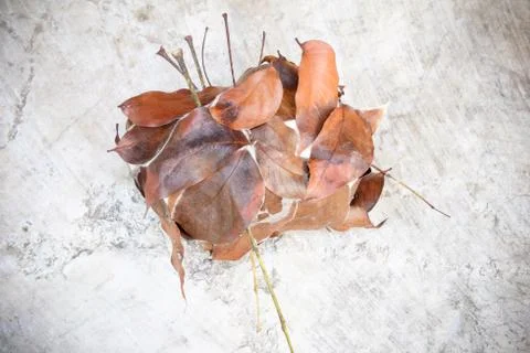 Ant nest of dry leaf Stock Photos